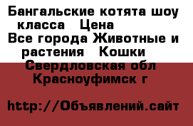 Бангальские котята шоу класса › Цена ­ 25 000 - Все города Животные и растения » Кошки   . Свердловская обл.,Красноуфимск г.